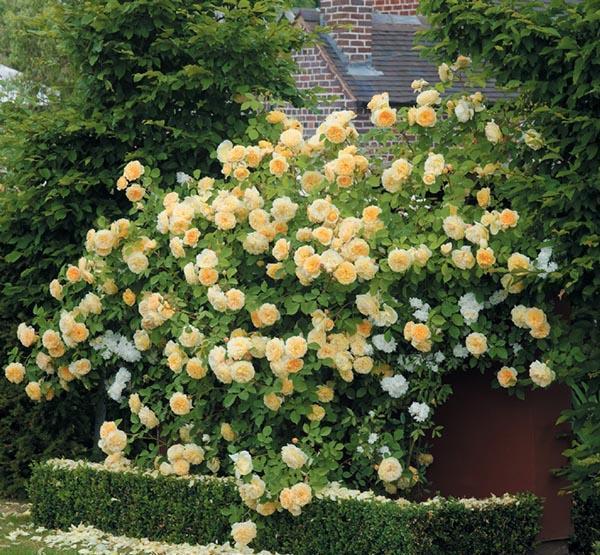 50个经典藤本月季品种推荐，每个都能美哭你！