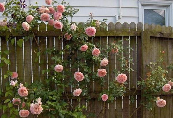 50个经典藤本月季品种推荐，每个都能美哭你！