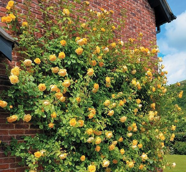 50个经典藤本月季品种推荐，每个都能美哭你！