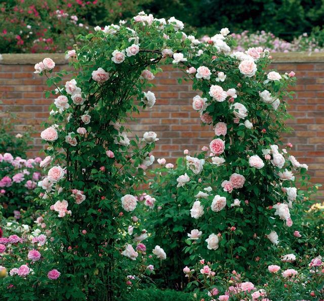 50个经典藤本月季品种推荐，每个都能美哭你！