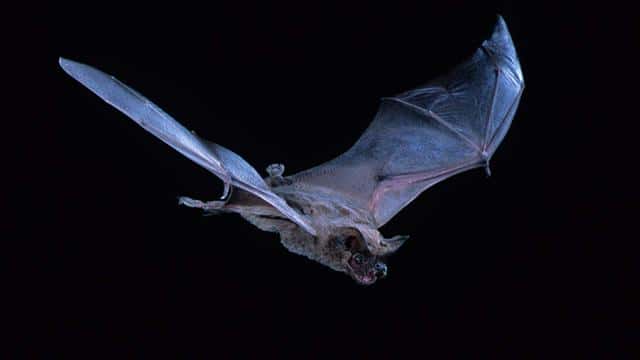 世界上最快的动物是什么-每秒多少米（世界上最快的动物每秒多少米）