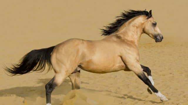 世界上最快的动物是什么-每秒多少米（世界上最快的动物每秒多少米）