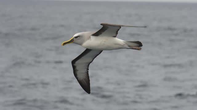世界上最快的动物是什么-每秒多少米（世界上最快的动物每秒多少米）