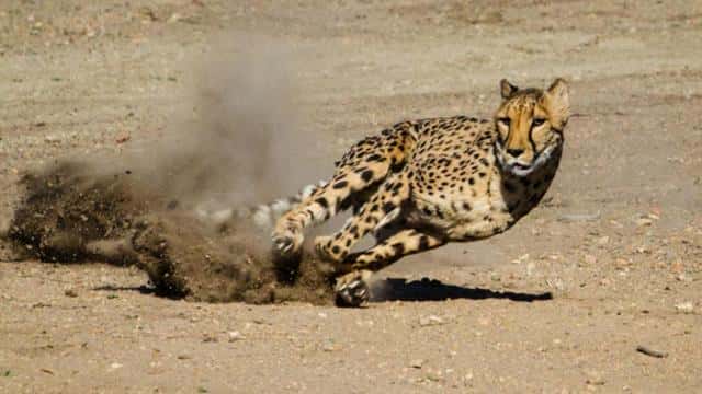 世界上最快的动物是什么-每秒多少米（世界上最快的动物每秒多少米）