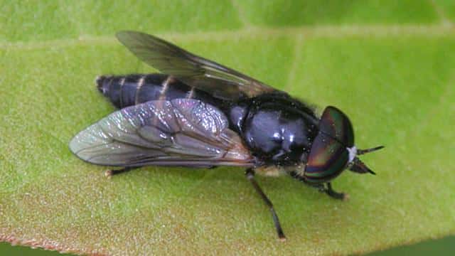 世界上最快的动物是什么-每秒多少米（世界上最快的动物每秒多少米）