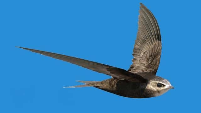 世界上最快的动物是什么-每秒多少米（世界上最快的动物每秒多少米）