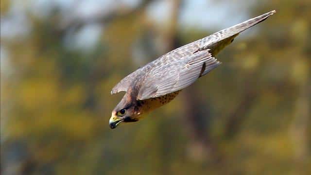世界上最快的动物是什么-每秒多少米（世界上最快的动物每秒多少米）