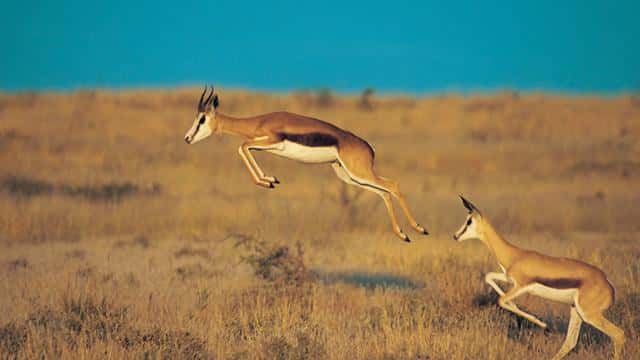 世界上最快的动物是什么-每秒多少米（世界上最快的动物每秒多少米）