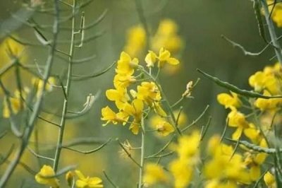 ​让人过目倾心的田园诗句：独出前门望野田，月明荞麦花如雪