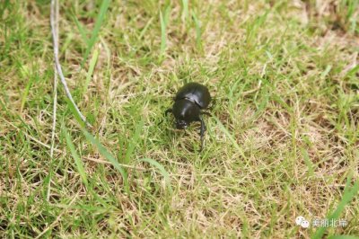 ​二级保护动物！北岸一热心群众捡到一只独角仙