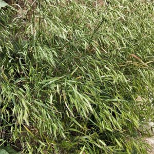 ​药用植物--雀麦