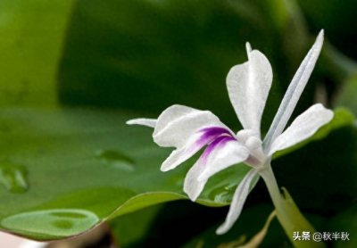 ​沙姜是个好东西，它的种植和销量为什么比生姜少很多？