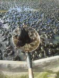 ​青蛙养殖场地建设全攻略：新手必看，少走弯路！