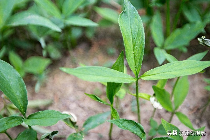 河南淇县：摘星楼，又名妲己台，传说是爱国忠臣比干摘心处