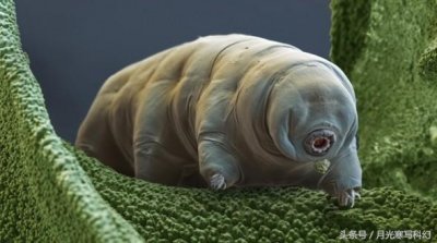 ​生命力十分顽强的动物，你认识几个