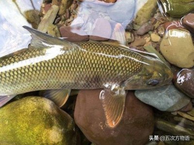 ​漫谈泰山赤鳞鱼