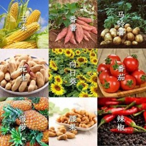 ​各种食材传入中国时间表