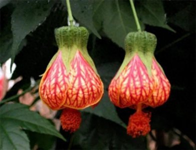 ​分享图片——最漂亮的灯笼花集锦