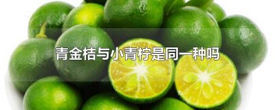 ​小青柠和小青金桔一样吗图片 小青柠和小青金桔一样吗能吃吗