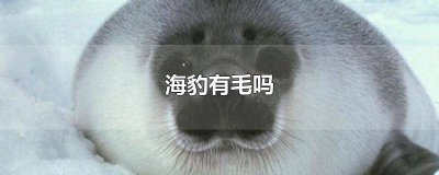 ​海豹有羽毛吗 海豹身体表面有毛吗?