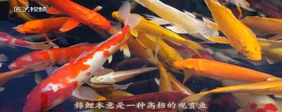 ​锦鲤是什么