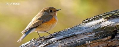 ​禽兽是指哪些动物