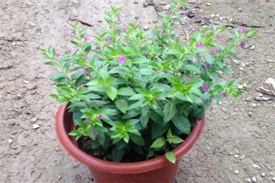 盆栽满天星的养殖方法（图）(图5)