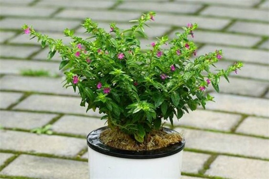 盆栽满天星的养殖方法（图）(图3)