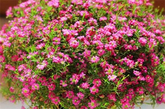 盆栽满天星的养殖方法（图）(图4)