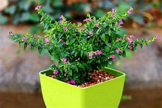盆栽满天星的养殖方法（图）(图6)