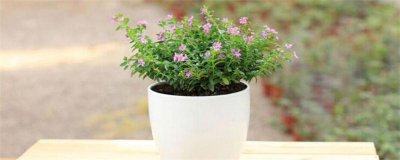 ​盆栽满天星的养殖方法（图）