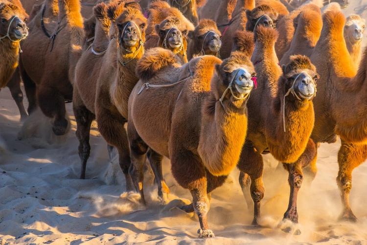 驼奶钙片真的可以长高吗(驼奶钙片哪个牌子的才是正品？)