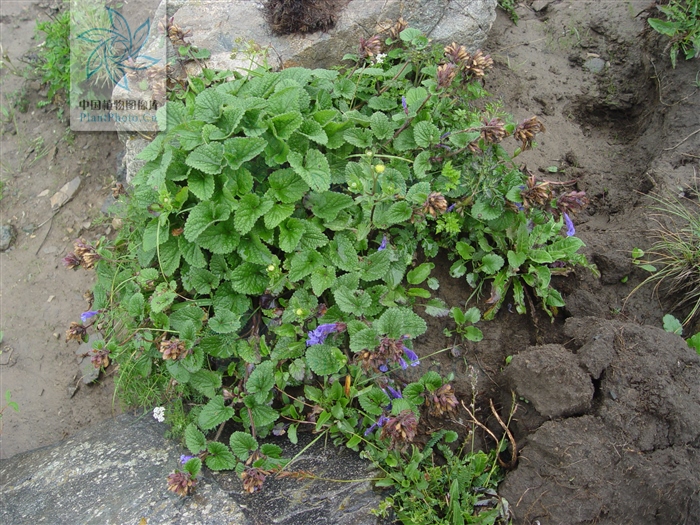 岩青兰的功效与作用（一文了解岩青兰的药效作用）