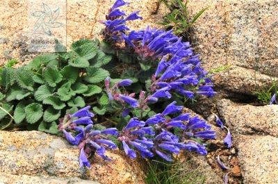 ​岩青兰的功效与作用（一文了解岩青兰的药效作用）