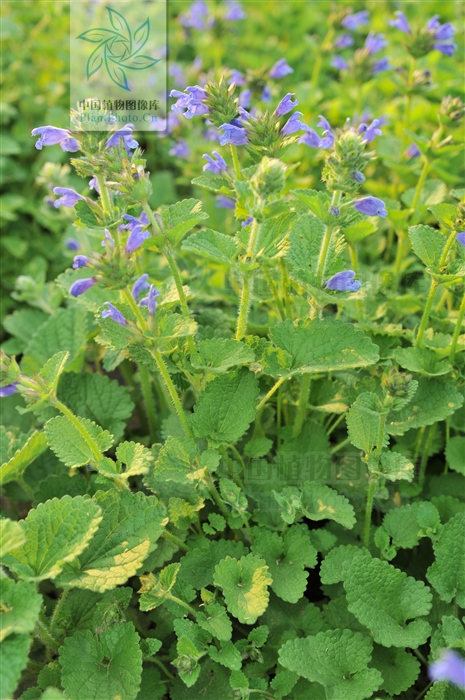 岩青兰的功效与作用（一文了解岩青兰的药效作用）