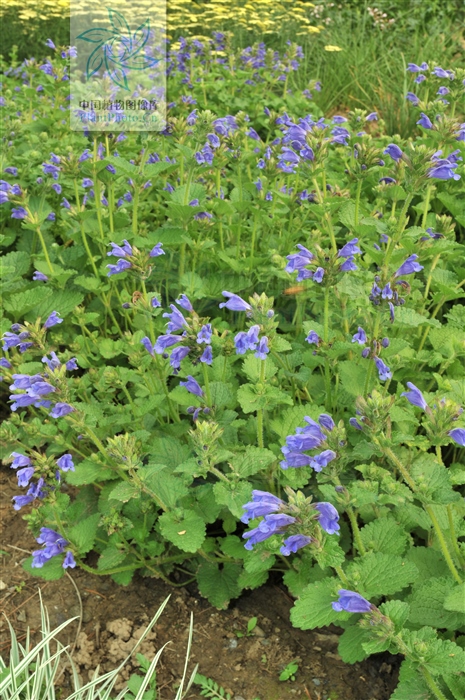 岩青兰的功效与作用（一文了解岩青兰的药效作用）