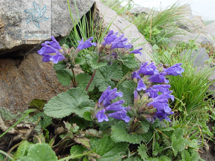 岩青兰的功效与作用（一文了解岩青兰的药效作用）