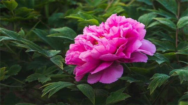 牡丹花种子什么时候种(图1)