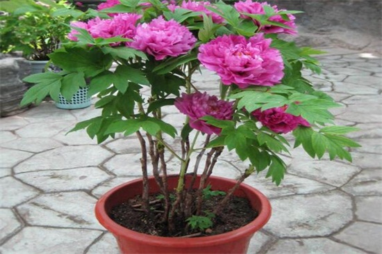 牡丹花种子什么时候种(图2)