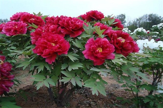 牡丹花种子什么时候种(图3)