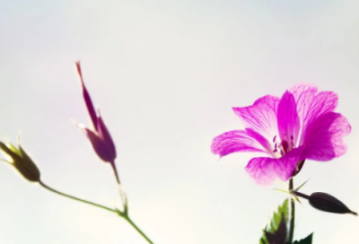 ​王者荣耀法师拉风名字(83个)