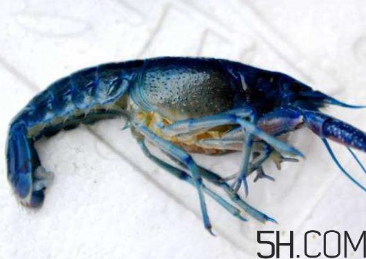 虾为什么是蓝色的虾？虾蓝色可以吃吗？