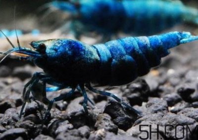 ​虾为什么是蓝色的虾？虾蓝色可以吃吗？