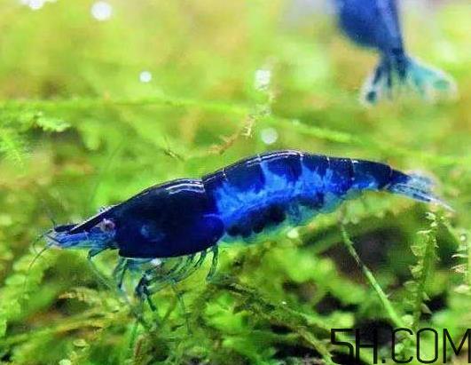 虾为什么是蓝色的虾？虾蓝色可以吃吗？