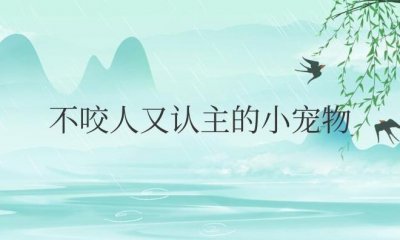 ​不咬人又认主的小宠物便宜