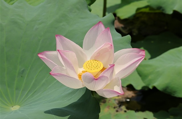 有个性带有画面感的搞笑网名(516个)