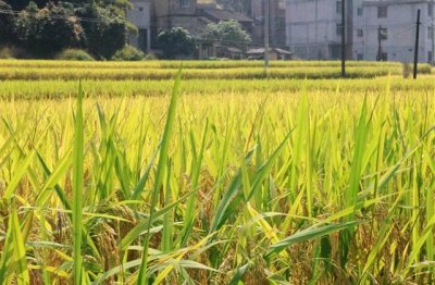 ​好听的哥特式名字