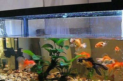 ​养鱼养几条好 事关财运这些讲究要弄懂