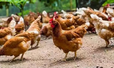 ​鸡感冒的症状、病因、防治方法 鸡感冒的防治方法