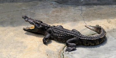 ​鳄鱼皮：独特奢华的时尚材料